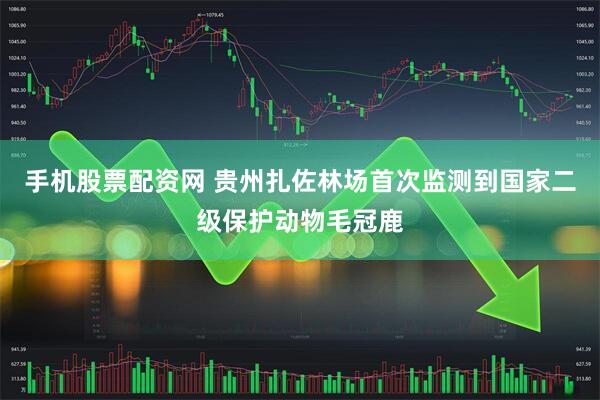 手机股票配资网 贵州扎佐林场首次监测到国家二级保护动物毛冠鹿